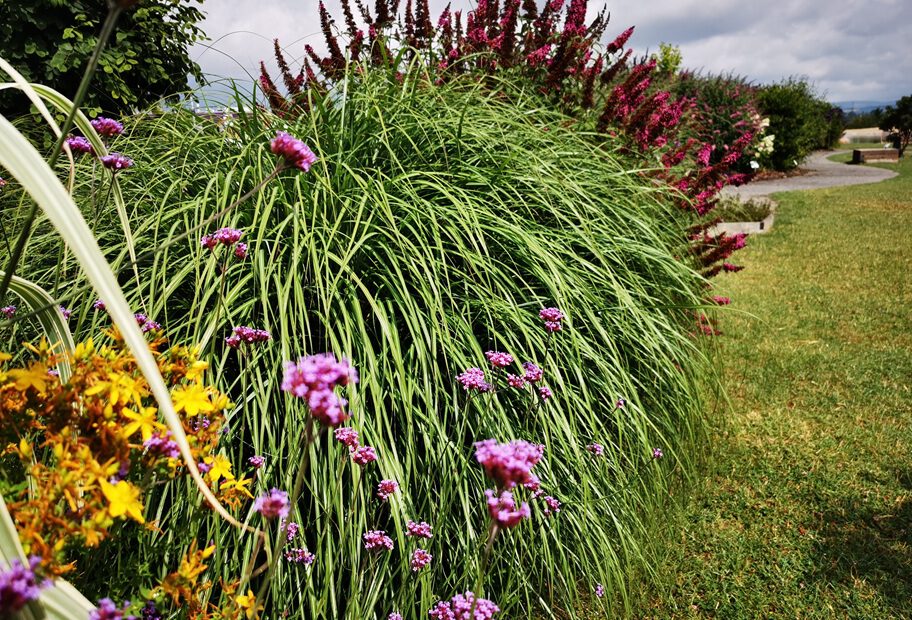 Taoasis Gras Sommerflieder