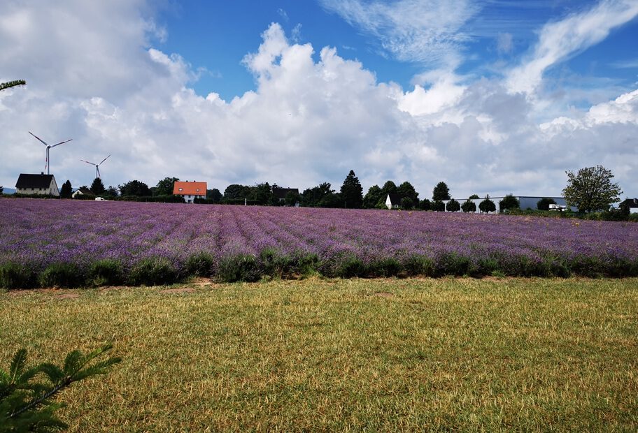 Taoasis Lawendelfeld