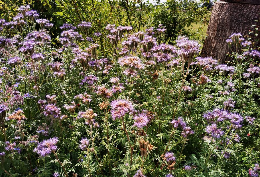 Taoasis Phacelia