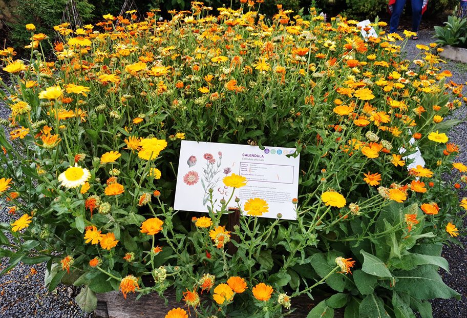 Taoasis Ringelblume